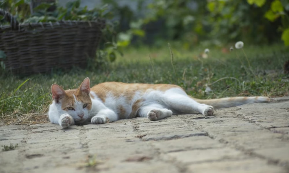 kerti tyukok kutya macska 3