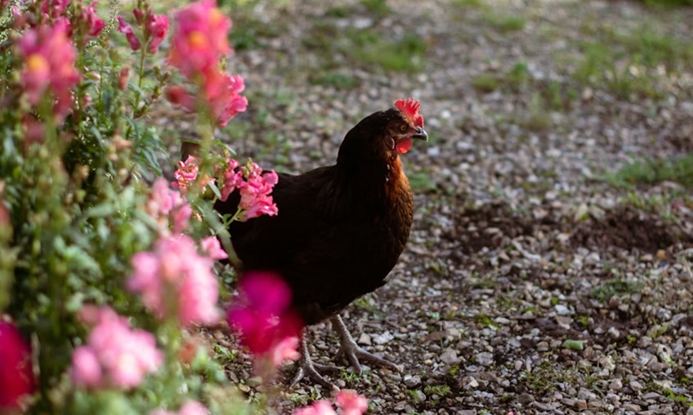 kerti tyukok kutya macska 5