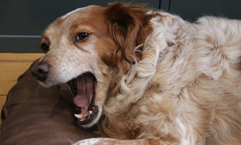 kutyakohogest kennelkohoges 1