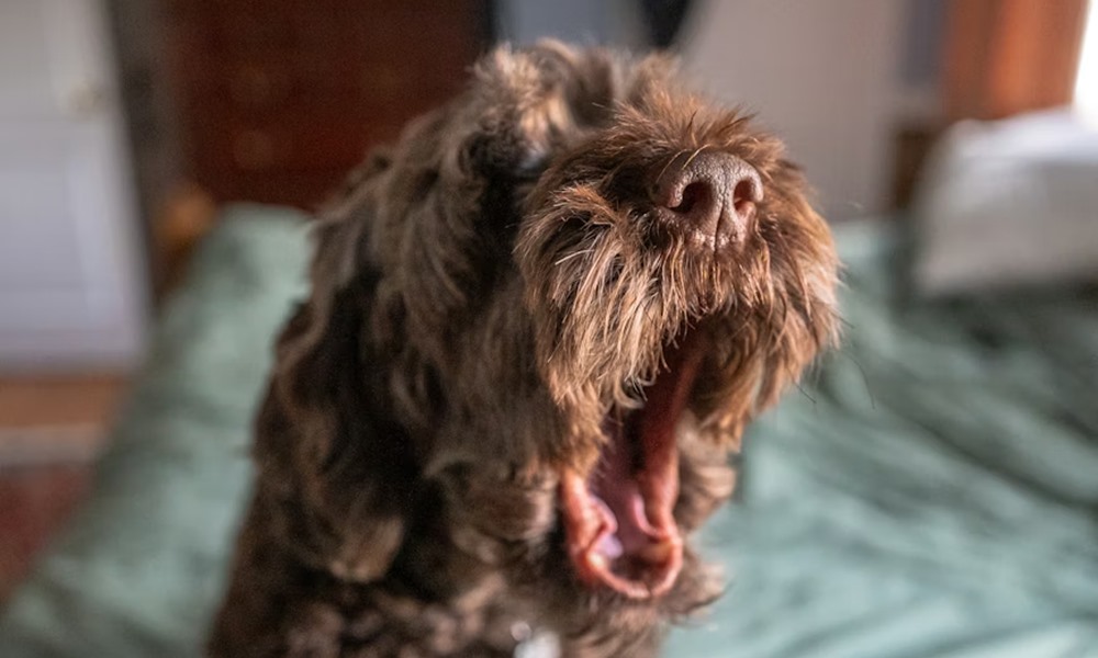 kutyakohogest kennelkohoges 2