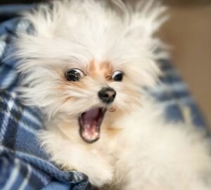 kutyakohogest kennelkohoges 3