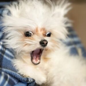 kutyakohogest kennelkohoges 3