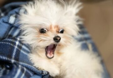 kutyakohogest kennelkohoges 3