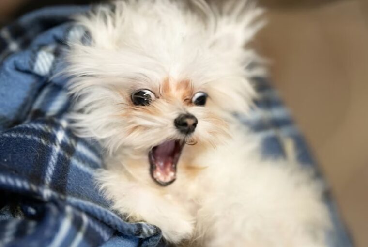 kutyakohogest kennelkohoges 3