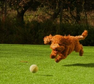 labda vagy szabadsag