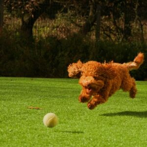 labda vagy szabadsag