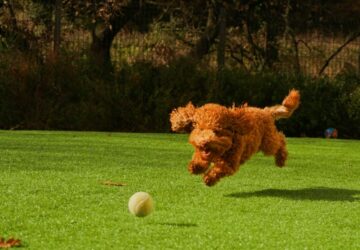 labda vagy szabadsag