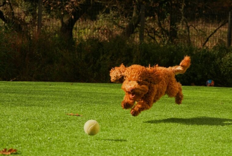 labda vagy szabadsag