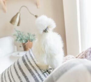 selyemtyuk a plussallat ami tojast tojik