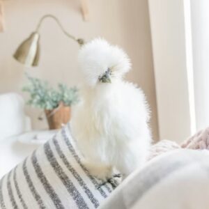 selyemtyuk a plussallat ami tojast tojik