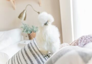 selyemtyuk a plussallat ami tojast tojik