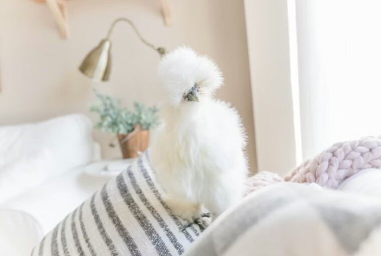 selyemtyuk a plussallat ami tojast tojik