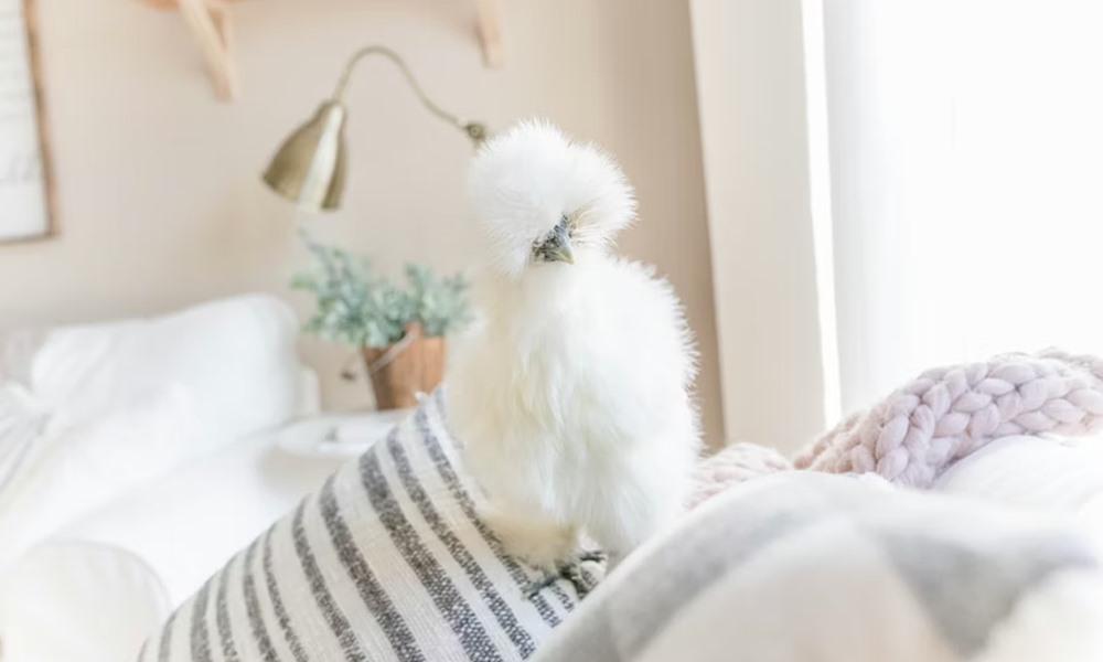 selyemtyuk a plussallat ami tojast tojik