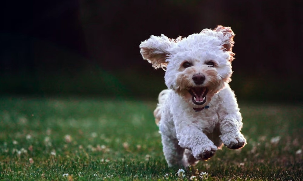 5 mondat amit minden gazdi kimondott mar 1 5 mondat amit minden gazdi kimondott mar 1