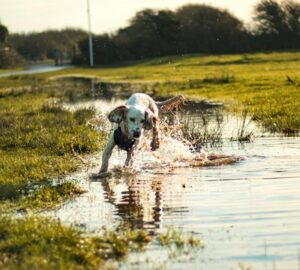 5 mondat amit minden gazdi kimondott mar 2