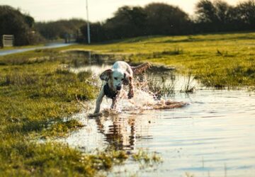 5 mondat amit minden gazdi kimondott mar 2