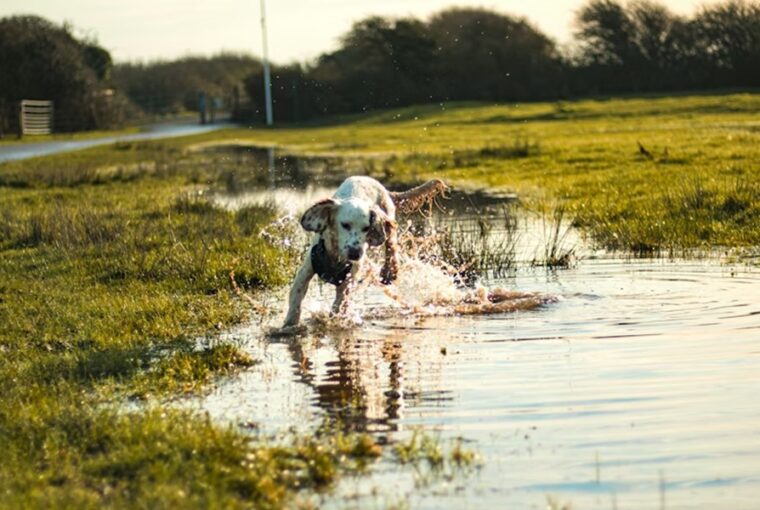 5 mondat amit minden gazdi kimondott mar 2