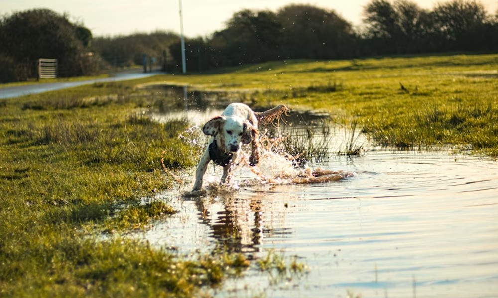 5 mondat amit minden gazdi kimondott mar 2