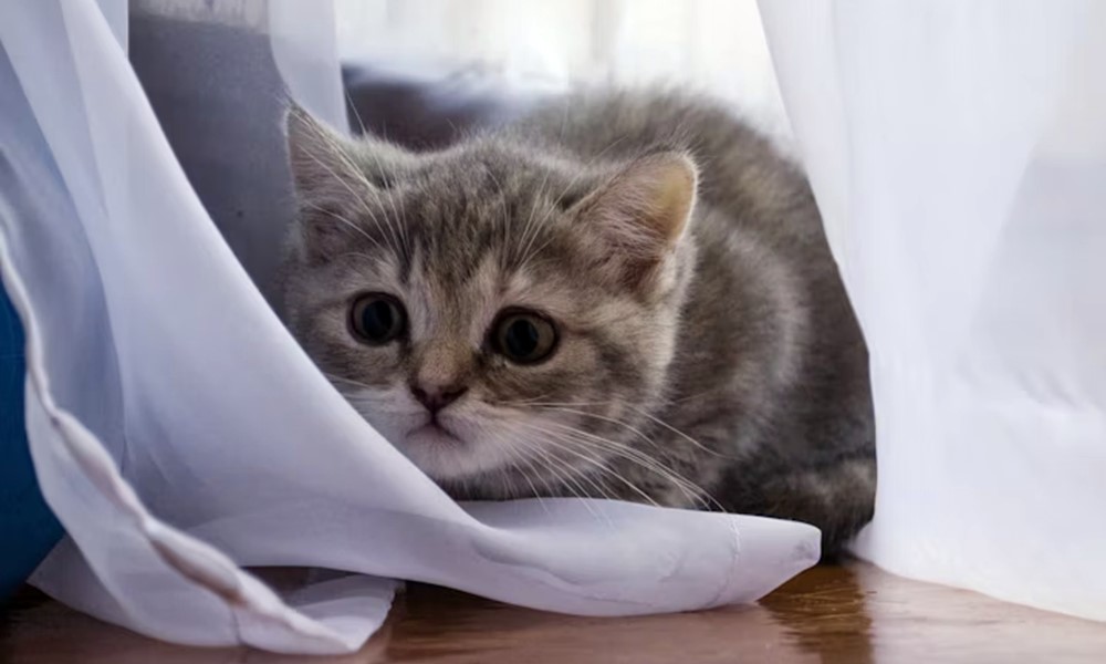 5 mondat amit minden gazdi kimondott mar 3 5 mondat amit minden gazdi kimondott mar 3