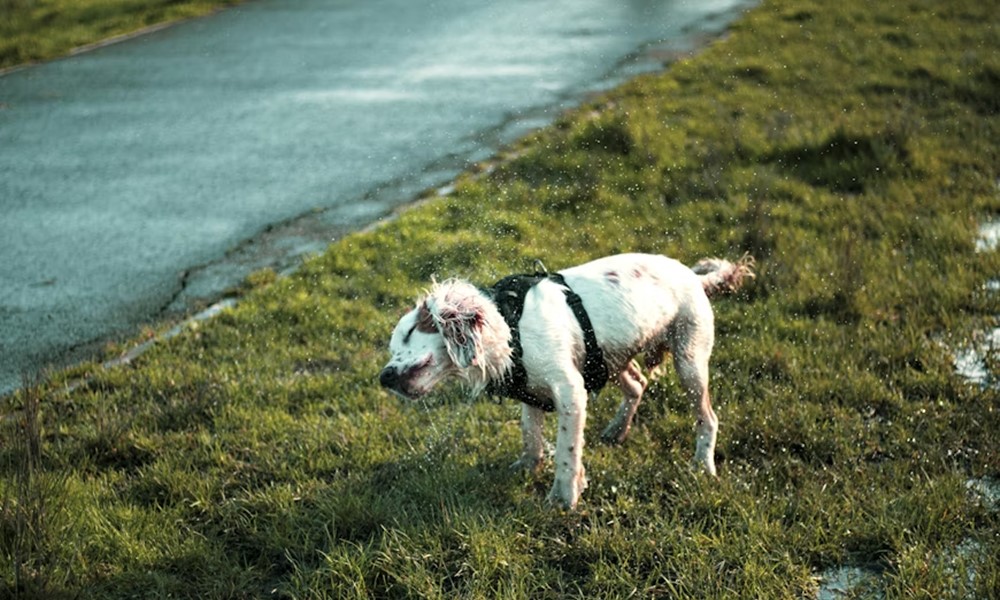 5 mondat amit minden gazdi kimondott mar 5 mondat amit minden gazdi kimondott mar