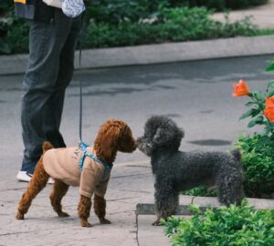 eleget setaltatod a kutyadat 1