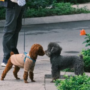 eleget setaltatod a kutyadat 1