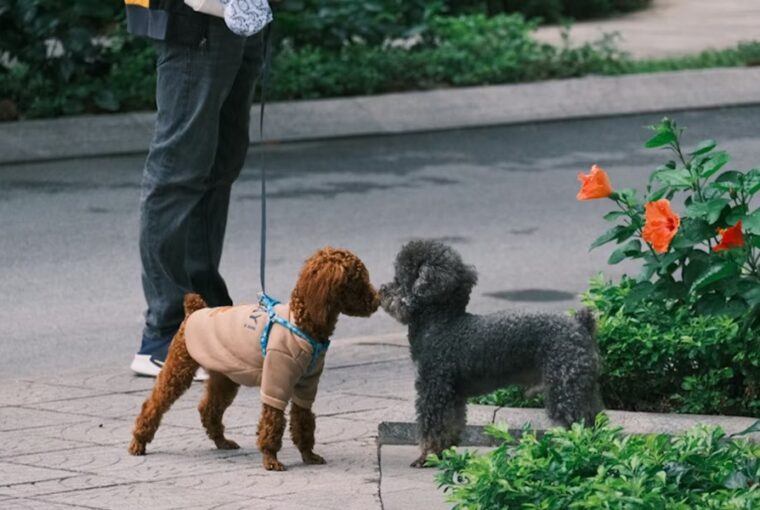 eleget setaltatod a kutyadat 1