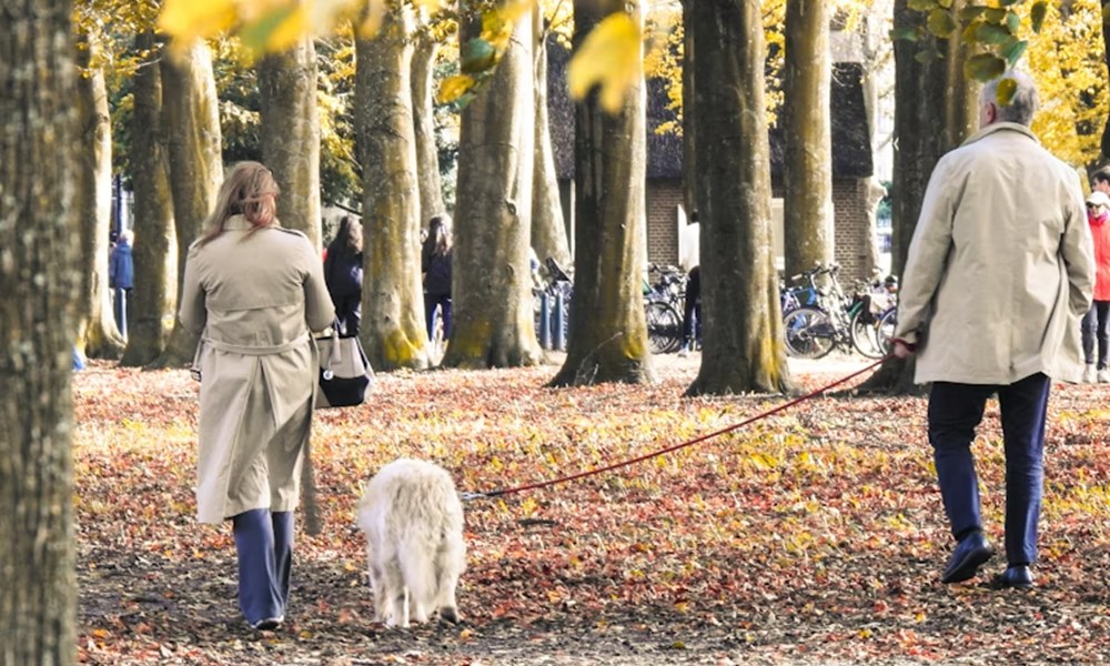 eleget setaltatod a kutyadat 2