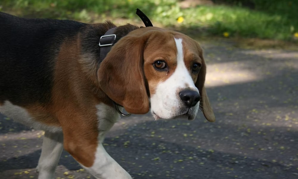 eleget setaltatod a kutyadat 3