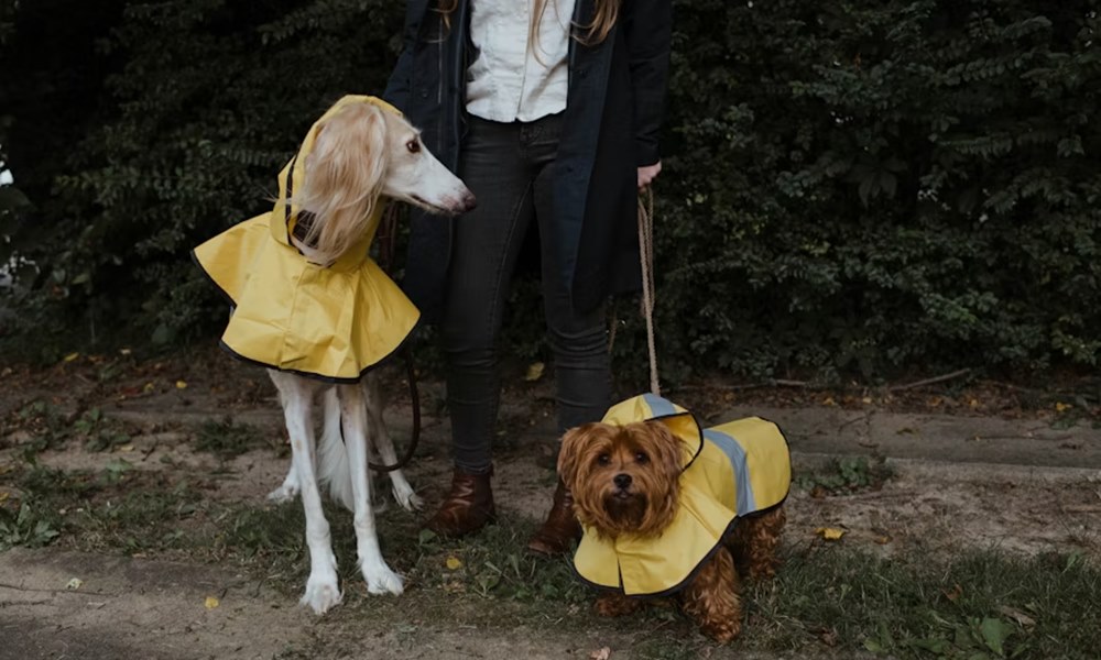 eleget setaltatod a kutyadat