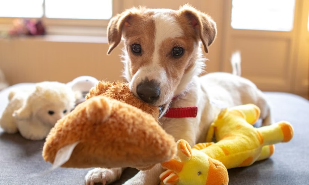 kotodtok ezert kellene tobbet jatszanod a kutyaddal 1
