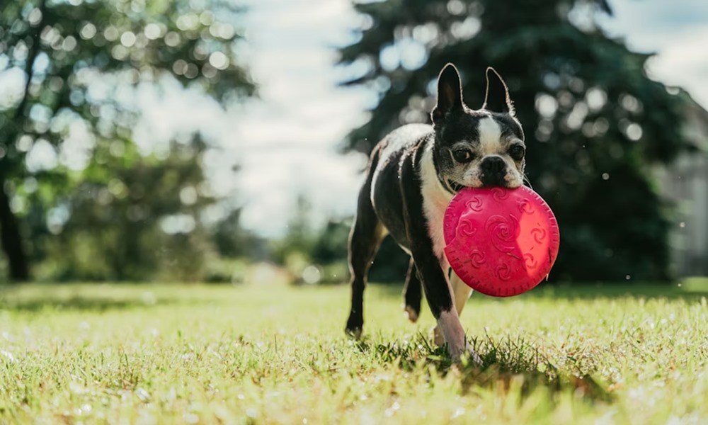 kotodtok ezert kellene tobbet jatszanod a kutyaddal 2