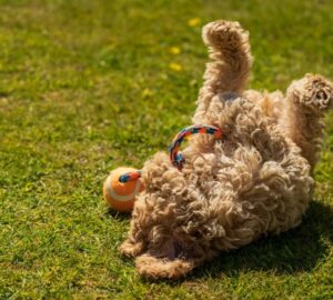 kotodtok ezert kellene tobbet jatszanod a kutyaddal