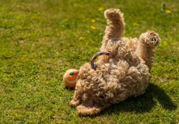 kotodtok ezert kellene tobbet jatszanod a kutyaddal