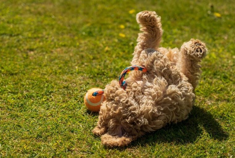 kotodtok ezert kellene tobbet jatszanod a kutyaddal