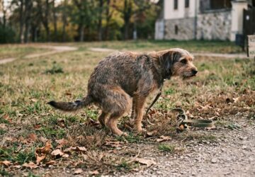 miert porognek a kutyak mielott nagydolgukat vegzik