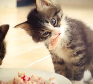 Nyers etetés, madárinfluenza, macskák