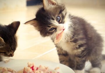 Nyers etetés, madárinfluenza, macskák