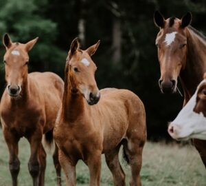 Olaszország betilthatja a lóhús fogyasztását