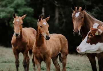 Olaszország betilthatja a lóhús fogyasztását