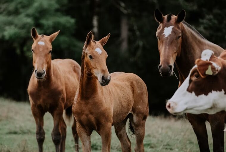 Olaszország betilthatja a lóhús fogyasztását