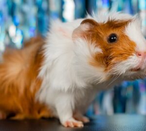 tengerimalac betegsegek