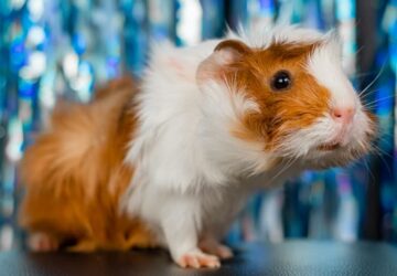 tengerimalac betegsegek