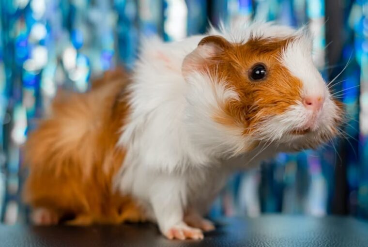 tengerimalac betegsegek