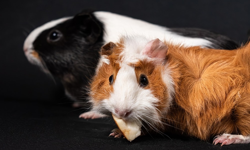 tengerimalac nem maganyos allat 1