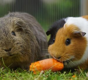 tengerimalac nem maganyos allat