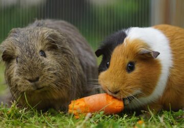 tengerimalac nem maganyos allat