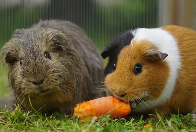 tengerimalac nem maganyos allat