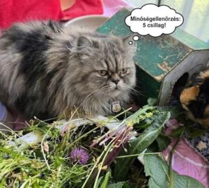 Miért rabol rá a macska a tengerimalacok frissen szedett füvére?
