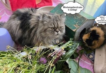 Miért rabol rá a macska a tengerimalacok frissen szedett füvére?